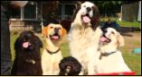 v.l. Kalle, Cooper, Boomer, Jack und Odin - unsere fnf Zuckerjungs